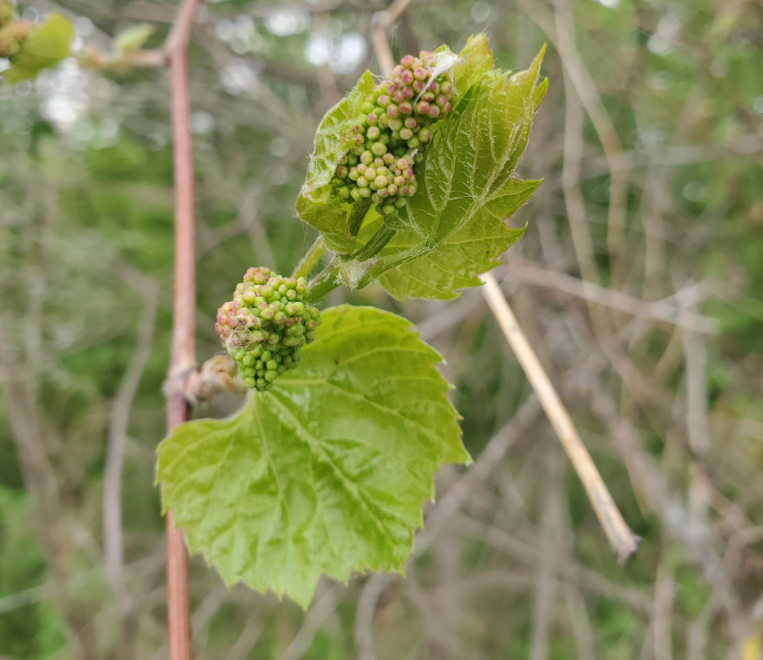 Wild grape bloom